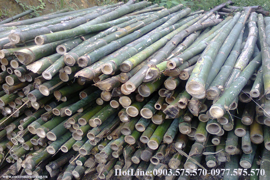 Mua bán cọc tre tại đà nẵng